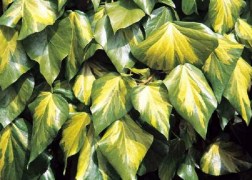 Hedera colchica Sulphur Heart / Sárga tarka levelű borostyán